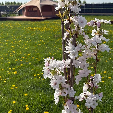 Dolina Królów Glamping Pole Namiotowe *